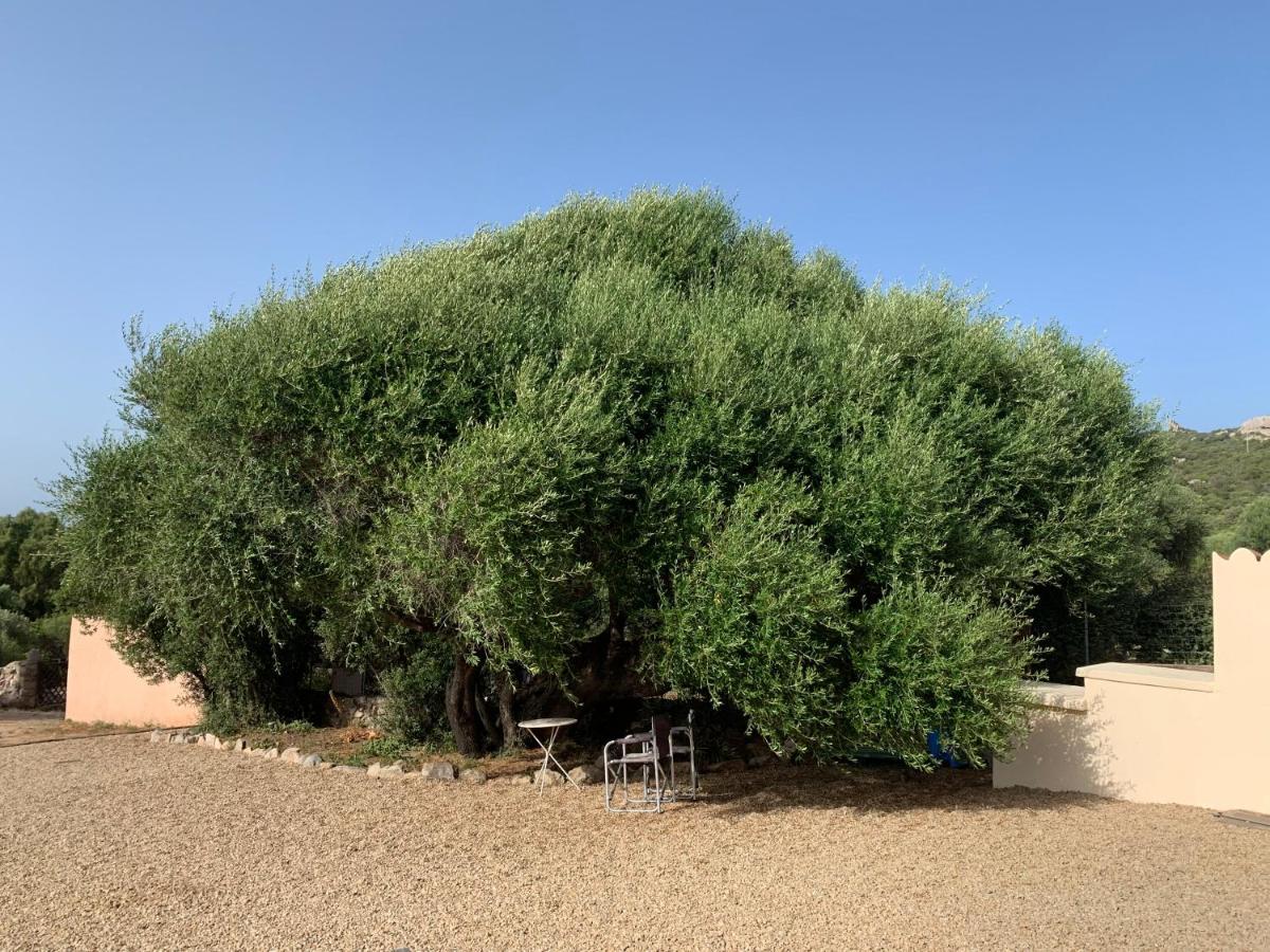 Stazzu Nuraghe Mannucciu Casa de hóspedes Rena Majore Exterior foto